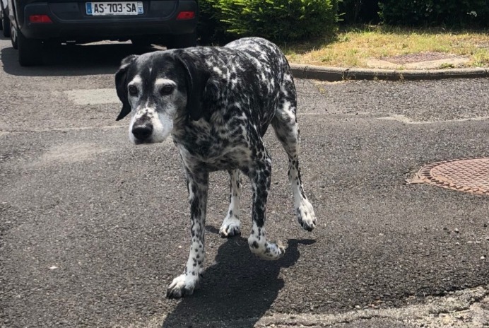Fundmeldung Hund Unbekannt Ceyrat Frankreich