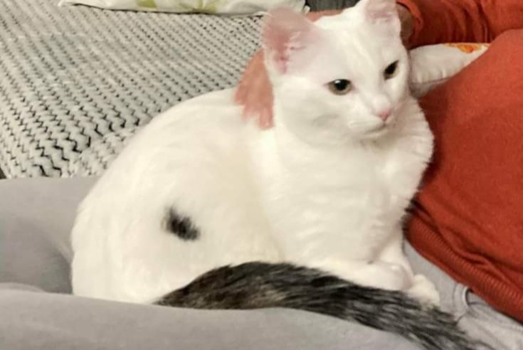 Vermisstmeldung Katze Männliche , 0 jahre Lempdes Frankreich
