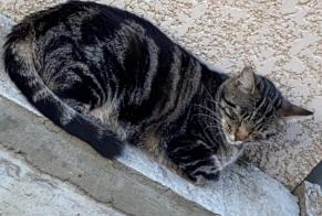 Vermisstmeldung Katze  Männliche , 3 jahre Billom Frankreich