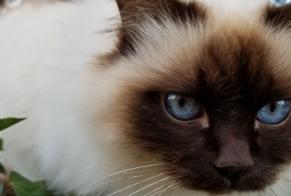 Vermisstmeldung Katze  Weiblich , 6 jahre Clermont-Ferrand Frankreich