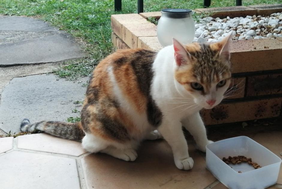 Discovery alert Cat Female Volvic France