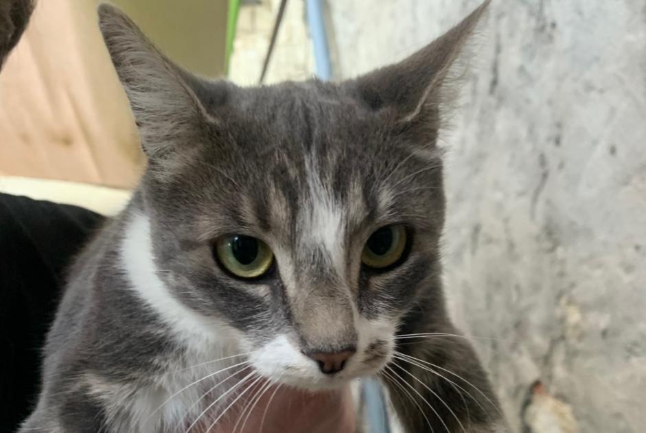 Discovery alert Cat Female Billom France