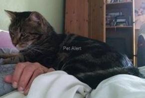 Disappearance alert Cat  Male , 10 years Saint-Bonnet-près-Riom France
