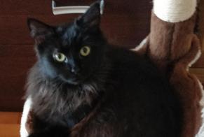 Disappearance alert Cat  Female , 1 years Clermont-Ferrand France