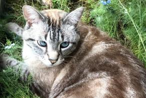 Disappearance alert Cat miscegenation Male , 5 years Plauzat France