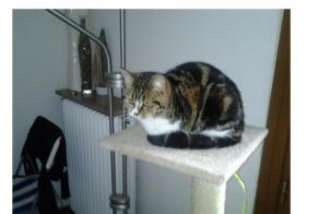 Disappearance alert Cat Female , 11 years Châtel-Guyon France