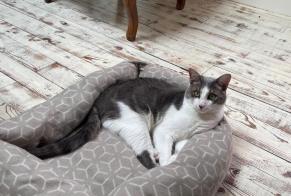 Disappearance alert Cat Male , 1 years Clermont-Ferrand France