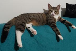 Disappearance alert Cat miscegenation Male , 1 years Clermont-Ferrand France