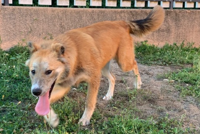 Discovery alert Dog miscegenation Female Beauregard-Vendon France