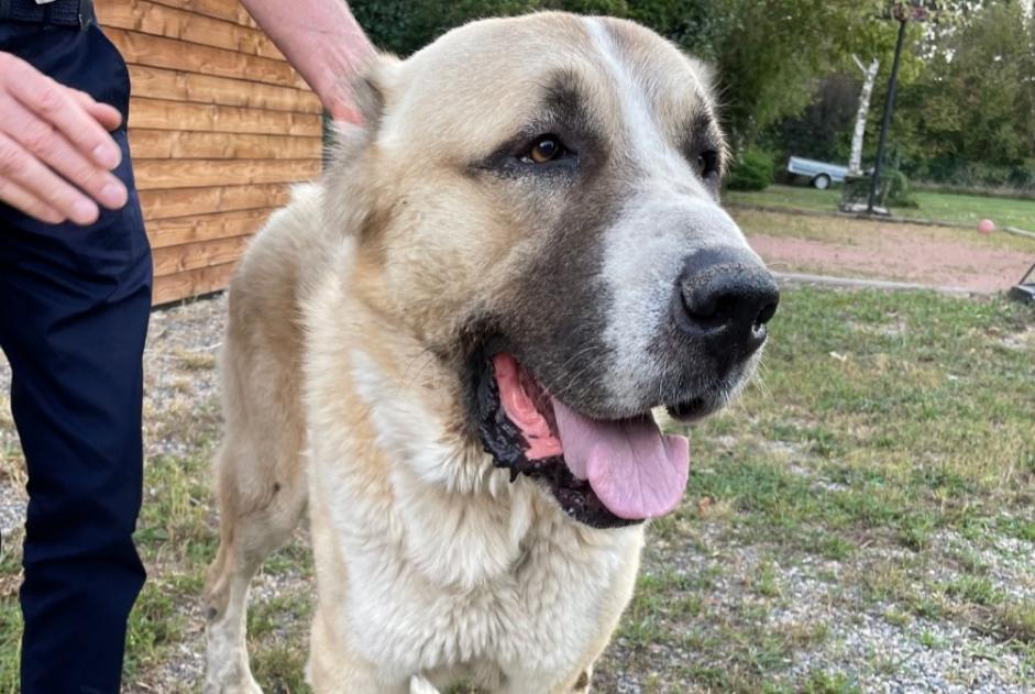 Discovery alert Dog  Male Saint-Beauzire France
