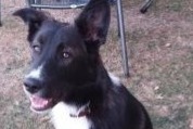 Disappearance alert Dog miscegenation Male , 4 years Escoutoux France