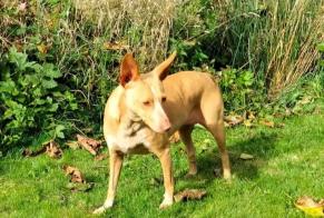 Disappearance alert Dog  Female , 9 years Ceyrat France
