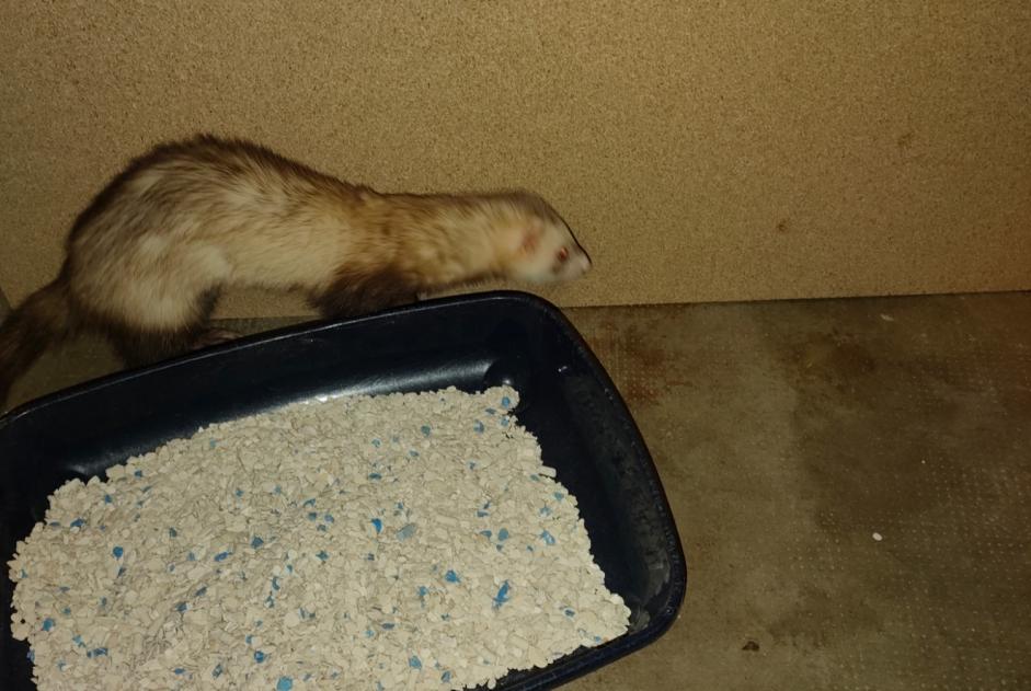Discovery alert Other Furet Female Châtel-Guyon France