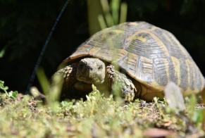 Disappearance alert Tortoise Female , 2022 years Chamalières France