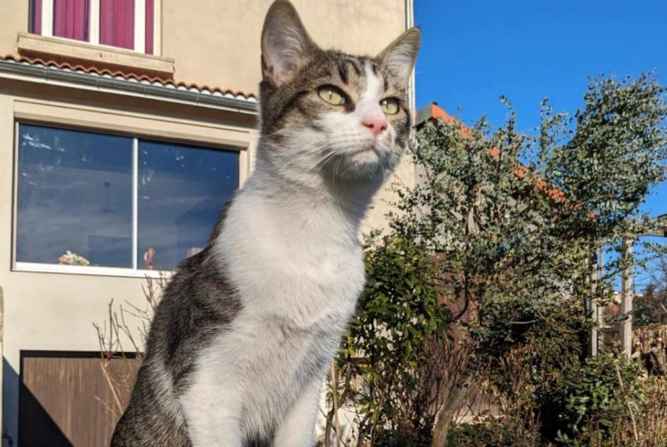 Alerta de Desaparición Gato  Hembra , 1 años Aubière Francia
