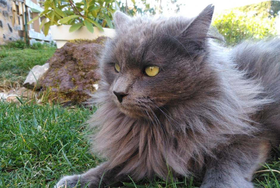 Alerta de Desaparición Gato cruce Macho , 11 años Usson Francia
