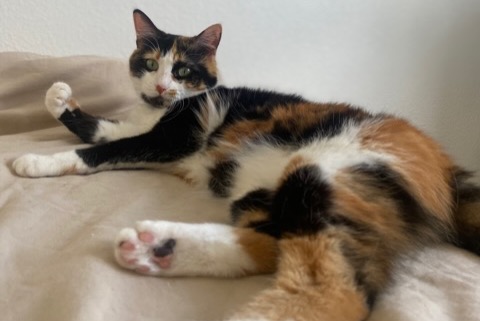 Alerte Disparition Chat Femelle , 2 ans Chamalières France
