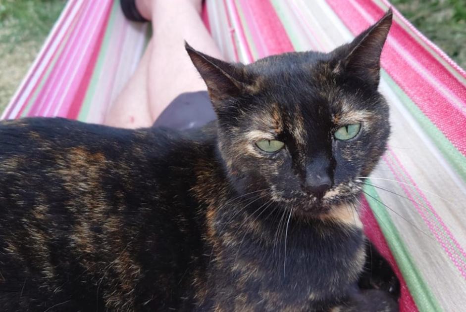 Alerte Disparition Chat  Femelle , 4 ans Thuret France