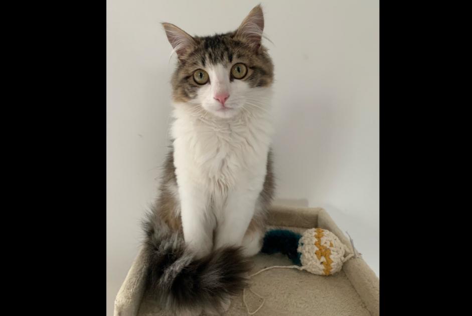 Alerte Disparition Chat Femelle , 1 ans Orcines France Alerte Disparition Chat Femelle , 1 ans Orcines France