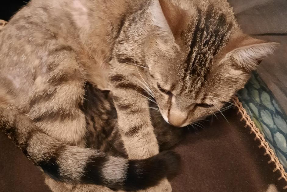 Alerte Disparition Chat Femelle , 2 ans Aigueperse France Alerte Disparition Chat Femelle , 2 ans Aigueperse France