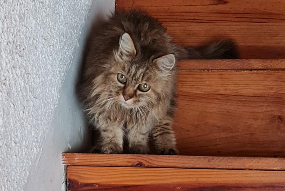 Alerte Découverte Chat croisement Inconnu Saint-Rémy-de-Chargnat France