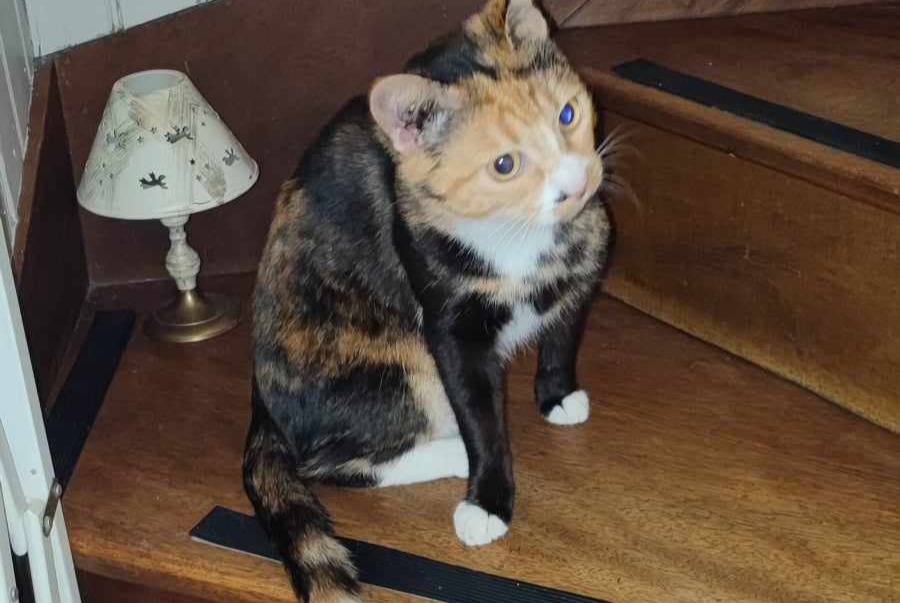 Alerte Découverte Chat Femelle Clermont-Ferrand France