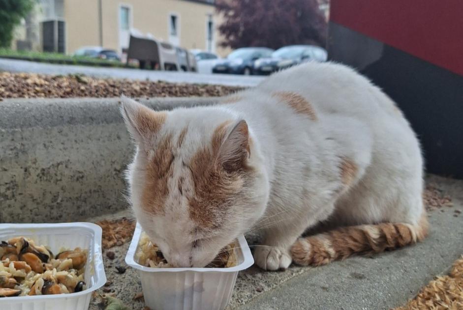 Alerte Découverte Chat Mâle Chambaron sur Morge France