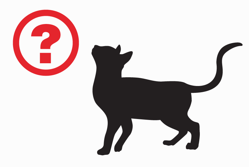 Alerte Découverte Chat  Femelle Châtel-Guyon France