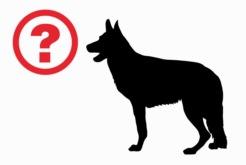 Discovery alert Dog Male Maringues France