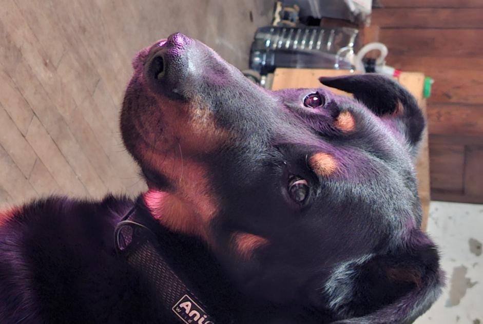 Avviso scomparsa Cane Maschio , 2 anni Saint-Victor-Montvianeix Francia Avviso scomparsa Cane Maschio , 2 anni Saint-Victor-Montvianeix Francia