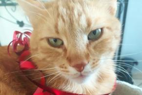 Avviso scomparsa Gatto incrocio di razze Maschio , 7 anni Pont-du-Château Francia