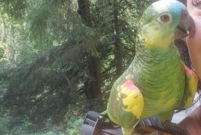Avviso scomparsa Uccello Femmina , 2023 anni Lempdes Francia
