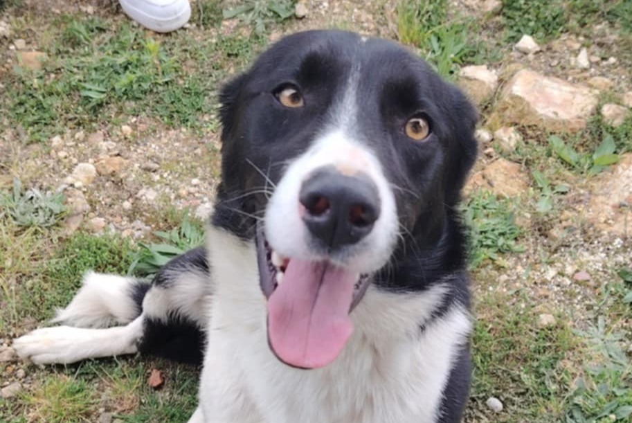 Ontdekkingsalarm Hond Mannetje Palladuc Frankrijk Ontdekkingsalarm Hond Mannetje Palladuc Frankrijk