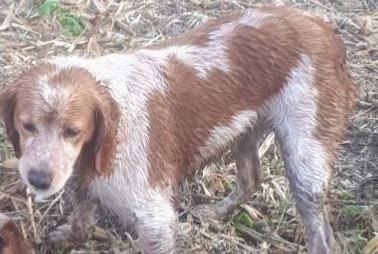 Alerta desaparecimento Cão  Fêmea , 4 anos Pont-du-Château France